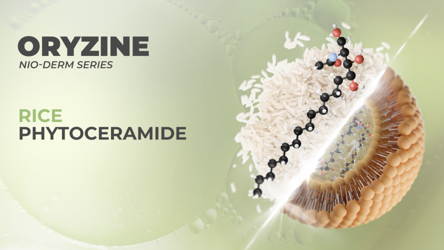 Oryzine Niosome skincare beauty for skinbarier