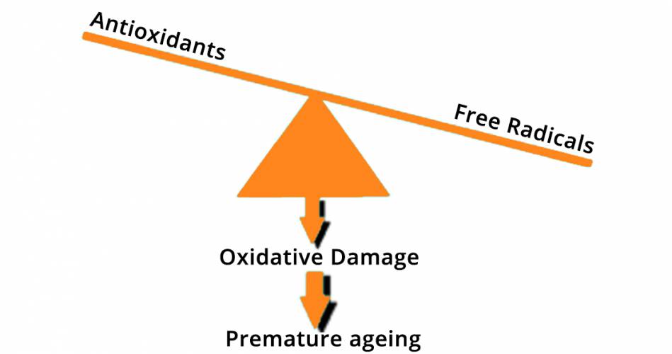 SKIN AGEING | Naturalis